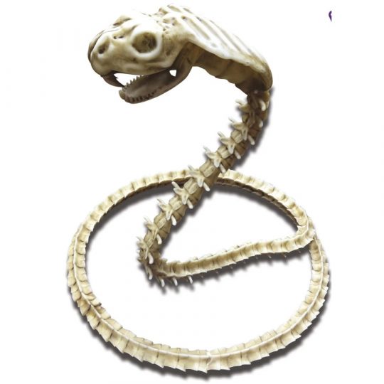 Esqueleto Serpiente Cobra